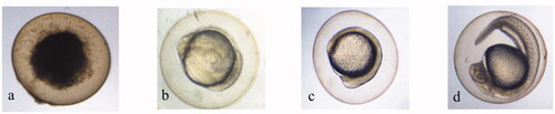 Figure 9. Signs of lethality in zebrafish embryos: (a) coagulation (b) non-detachment of tail (c) lack of somite formation (d) normal embryo showing no signs of toxicity at 24 hpf. Images were captured under magnification of 40×.