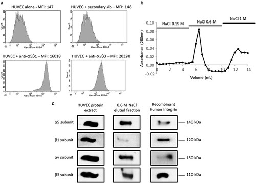 Figure 4. F4 binds to αvβ3 and α5β1 integrins on HUVEC. (a) HUVECs were analyzed by flow cytometry for the expression of αvβ3 and α5β1 integrins. (b) HUVEC extracts were submitted to F4 affinity chromatography. Bound proteins were eluted with increasing concentrations of NaCl (0.15, 0.6 and 1 M) and the elution profile was checked by recording the absorbance at 280 nm. (c) Eluted samples were then analyzed by SDS-PAGE and western blot HUVEC total extracts and recombinant αvβ3 and α5β1 integrins were used as positive controls. The 0.6 M eluted sample revealed bands which matched the molecular weight of the α5, β1, αv and β3 recombinant integrin subunits. The experiment was repeated twice (N = 2)