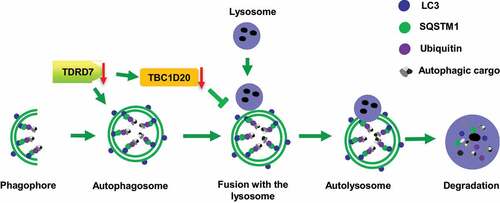 Figure 9. A proposed model for TDRD7 function during autophagy. TDRD7 mediates the maturation of autophagosomes by downregulating the expression of TBC1D20, a process required for the fusion of autophagosomes with lysosomes to form autolysosomes. tdrd7 deletion suppressed the autophagic flux by inhibiting the fusion of autophagosomes with lysosomes and accumulation of ubiquitinated autophagic cargo