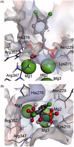 Figure 6. Modelled complex of MtGS and hydroxybisphosphonate 8l (front view – panel A and top view – panel B). The inhibitor molecule is shown in ball-and-stick representation, enzyme residues with stick representation, and metal ions in CPK representation. Hydrogen bonds between the ligand and the enzyme are marked by thin green lines. The enzyme surface is colored according to interpolated charge (blue – positive, gray – neutral, red – negative) (color figure can be viewed in the online issue).