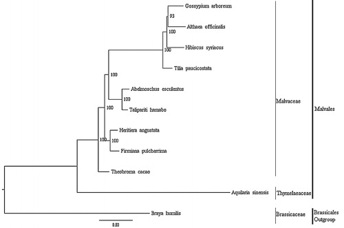 Figure 1. Phylogenetic tree based on 10 complete chloroplast genome sequences of Malvales. Accession numbers:, Abelmoschus esculentus NC_035234.1, Althaea officinalis NC_034701.1, Aquilaria sinensis KT148967.1, Firmana pulcherrima MF621982.1, Gossypium arboreum HQ325740.1, H. angustata (this study), Hibiscus syriacus KR259989.1, Talipariti hamabo NC_030195.1, Theobroma cacao HQ336404.2, Tilia paucicostata NC_028591.1; outgroup: Braya humilis KY912032.1.