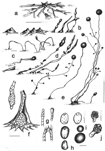 Figure 7. Morphology of Heterostelium radiatum, sp. nov. (strain M26B). a. Radiate aggregations with incoming streams that follow previous streams. b. A series of early rising sorogens: solitary from the center (left), clustered (many times very tight) (center), and four early-late sorogens with bulbous basal slime (right). c. Stoloniferous migrative habit of a late sorogen (above); two free migrating pseudoplasmodia, one of them globose (below). d. Solitary late sorogen with pseudoplasmodia masses rising up (left); two coremiform late enlarged sorogens (center); a decumbent sorogen (right). e. Branched solitary mature sorocarp (left); solitary unbranched sorocarp (center); clustered sorocarps in a coremiform habit (right). f. Clavate base with protruding cells (above); roundish base with some enlarged protruding cells (below); the slime matrix is dense and the sheath pronate. g. Two one-terminal-cell tips (above); two simple tips united by slimy filaments (when sori are tangled) (below). h. Different spores mostly broadly elliptical to oblong, some misshapen and short. Spores display large consolidated polar-subpolar granules, some others have unconsolidated granules and many vacuoles. i. A typical microcyst (above); an encysted large myxamoebae (below). j. Small myxamoebae (above), and a larger one (below). Bars: a, b = 300 µm; c = 50 µm; d, e = 1 mm; f = 20; g = 10 µm; h = 6 µm; i = 5; j = 7 µm