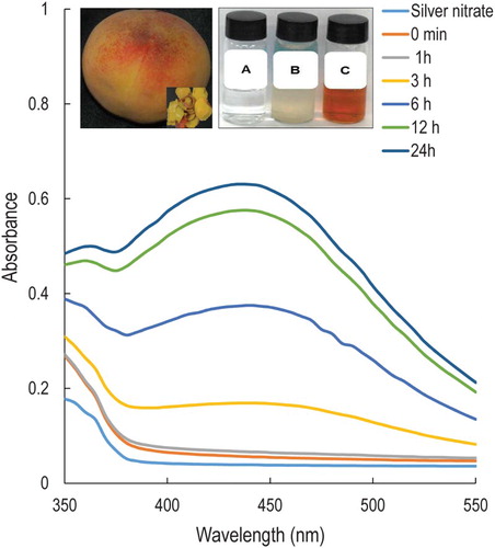 Figure 1. UV–Vis spectra of silver nanoparticles (PE-AgClNPs) synthesized by the peach outer peel extracts (PE). Inset: fruit and outer peel of peach (P. persica L.) (left); Change in color of the solution confirming the synthesis of PE-AgClNPs ((a) – AgNO3 solution, (b) – peach outer peel extracts (PE), (c) – PE-AgClNPs) (Right).