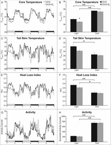 Figure 3. E2 treatment of OVX mice reduces TCORE during the light phase (A, B) with no significant effect on TSKIN (C, D), heat loss index (E, F) or activity (G, H). The line graphs (left) show the mean values for each group 3 to 5 days after E2 treatment. The lines are generated with a moving average of 5 points and the black bars on the X axis denote the dark phase. The bar graphs (right) show data analysis (mean ± SEM) from days 3–5. Light vs dark phase differences were identified (B, D, F, H), except for TSKIN in the OVX + E2 group (D). Unlike previous studies in the rat, E2 did not decrease TSKIN or HLI in the dark phase. n = 9 – 10 mice/group, + Significantly different OVX vs OVX + E2, p = 0.02, * Significantly different light vs dark within treatment group, p < 0.01, ** Significantly different light vs dark within treatment group, p < 0.001.