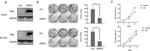 Figure 3. GMFG enforced expression inhibits the lung cancer cell proliferation. Overexpression of GMFG inhibited proliferation and colony formation of lung cancer cells in vitro. a. The overexpression efect of Flag-tagged GMFG-overexpressed plasmid in lung cancer cells. b. Overexpression of GPX3 inhibited colony formation of A549 and H1395 cells c.Overexpression of GMFG inhibited proliferation of A549 and H1395 cells. *P < 0.05.