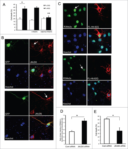 Figure 8. Modulation of the levels of arginine methyltransferase PRMT5 and histone arginine demethylase JMJD6 affects the survival of HD neurons. (A) Co-transfection of PRMT5 with its cofactor MEP50 rescued primary neurons from the toxicity of mutant Htt. Primary cortical neurons were co-transfected at 5 DIV with either normal or mutant full-length Htt and PRMT5 and MEP50 expression plasmids as indicated, and co-transfected with eGFP to identify transfected cells. Cell death was measured by nuclear condensation assay. # n = 4, P < 0.01; ## (co-transfected with PRMT5 and MEP50 vs with Htt alone) n = 4, P < 0.01. (B–D) JMJD6 knock-down rescued primary neurons from the toxicity of mutant Htt. (B) Primary mouse cortical neurons were co-transfected at 5 DIV with mutant full-length Htt expression constructs, eGFP (to identify transfected cells) and either JMJD6 siRNA (top panels) or with non-targeting control siRNA (bottom panels). Representative images of confocal immunofluorescence detection of JMJD6 (in red, Alexa Fluor 555) in GFP-positive (transfected, indicated with white arrow) and GFP-negative (non-transfected) cells are shown. The nuclear staining (Hoechst) is shown in blue. (C) Primary mouse cortical neurons were co-transfected at 5 DIV with mutant full-length Htt expression constructs and either JMJD6 siRNA (top panels) or with non-targeting control siRNA (bottom panels). Representative images of confocal immunofluorescence detection of Htt with 2166 monoclonal antibody (in red, Alexa Fluor 555) and of sDMA modification of H2A and H4 with R3Me2s modification-specific antibody (in green, Alexa Fluor 488) in transfected (indicated with white arrow) and non-transfected cells are shown. The nuclear staining (Hoechst) is shown in blue. (D) Quantification of H4R3Me2s staining in transfected cells presented as a ratio of mean intensity of the staining in transfected and non-transfected cells. 100 transfected cells were analyzed for each condition in 3 experiments. (#n = 3, P < 0.001). (E) Primary cortical neurons were co-transfected with mutant full-length Htt-82Q and either JMJD6 siRNA or with non-targeting control siRNA as indicated, and co-transfected with eGFP to identify transfected cells. Cell death was measured by nuclear condensation assay. ˜300 cells were analyzed per each condition in each experiment. # n = 3, P < 0.001
