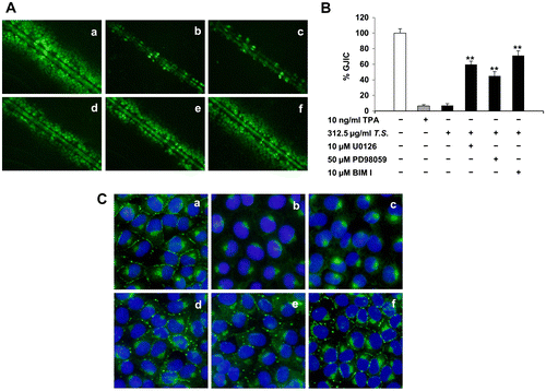 Fig. 4. Recovery effects of MAPKs and PKC inhibitors on the Tiglium seed extract-induced inhibition of GJIC in WB-F344 cells.Notes: The cells were pretreated with 10 μM MEK inhibitor U0126, 50 μM ERK inhibitor PD98059 and 10 μM PKC inhibitor BIM I for 30 min prior to the treatment with 312.5 μg/mL Tiglium seed extract for 1 h. (A,B) Representative SL/DT assay (A) for GJIC analysis and quantitative analysis (B) (original magnification ×200). Data expressed as means ± SD (*p < 0.05 and **p < 0.01). (C) Distribution of Cx43 levels (green) was detected by immunofluorescence staining (original magnification ×400). Nuclei were stained with DAPI (blue). (a) Control; (b) 10 ng/mL TPA; (c) 312.5 μg/mL Tiglium seed extract (T.S.); (d) 10 μM U0126 + 312.5 μg/mL Tiglium seed extract; (e) 50 μM PD98059 + 312.5 μg/mL Tiglium seed extract; (f) 10 μM BIM I + 312.5 μg/mL Tiglium seed extract.