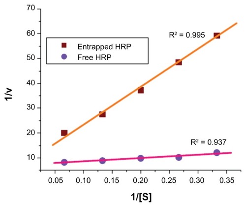 Figure 4 Lineweaver–Burk plot for comparison of Michaelis–Menten parameters of free horseradish peroxidase (HRP) and HRP entrapped in silica nanoparticles.