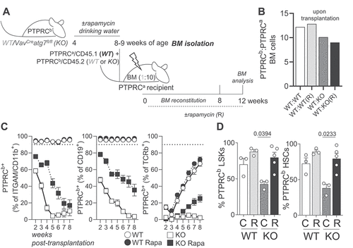 Figure 6. Rapamycin has a positive impact on autophagy-deficient HSC function upon transplantation. (A) Experimental setup. (B) Ratios of PTPRCb/CD45.2: PTPRCa/CD45.1 WT cells prior to BM transplantation. (C) Contribution of WT (PTPRCa/CD45.1) and autophagy deficient VavCre atg7fl/fl or WT (PTPRCb/CD45.2) cells to the myeloid (ITGAM/CD11b+), B cell (CD19+) and T cell (TCRb+) compartments in recipient mice (n = 8–10/animals per group). (D) Frequencies of PTPRCb/CD45.2 LSKs and HSCs in the BM of recipient mice 12 weeks after transplantation (n = 3–5 animals/group). Data are represented as mean ± SEM with two-tailed unpaired Student’s t test.