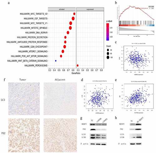 Figure 5. H2AFY regulated the autophagy of liver cancer cells A-B. The enriching of H2AFY-related genes according to Spearman’s correlation coefficient. C-E. The correlation between LC3 and P62 proteins and H2AFY protein. F. The expression levels of LC3 and P62 in liver cancer tissues. G. LC3 and P62 protein levels after knockdown of H2AFY.H. LC3 and P62 protein levels after the overexpression of H2AFY.