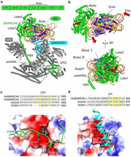 Figure 2. Mechanism of nucleosome recognition. (a) Nucleosome binding of the PBAF complex. Top panel, domain organization of the motor subunit. (b) Two views of nucleosome engagement by the motor. (c) Mechanism of nucleosome recognition by the SnAc domain of SMARCA4. Top panel, multi-sequence alignments around the arginine anchor region of the SnAc domain. (d) Mechanism of nucleosome recognition by the finger helix of SMARCB1. Top panel, multi-sequence alignments around the finger helix region.