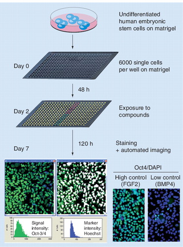Figure 1. High-throughput screening for compounds controlling self-renewal and differentiation of human embryonic stem cells.The cells were exposed to a total of 2800 different chemical entities and subsequently stained for Oct4 expression as a marker for the undifferentiated state. Reproduced courtesy of Sabrina Desbordes, Center for Genomic Regulation, Barcelona, Spain.