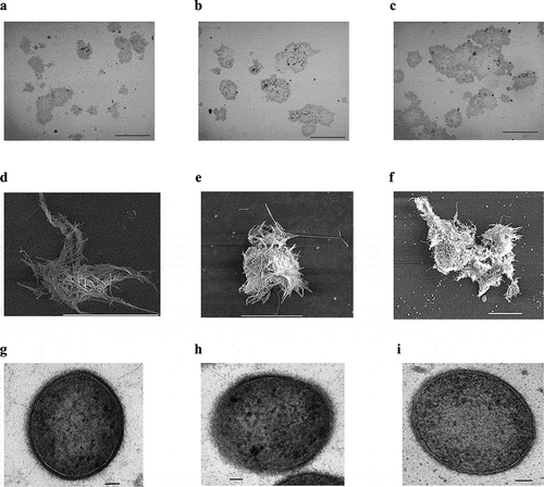 Figure 1. Images of Methanothermobacter sp. CaT2 and the aggregation-enhanced mutants, CHA001 and CHA002.