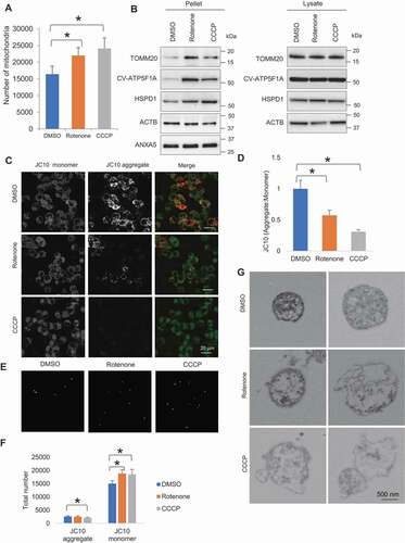 Figure 2. Rotenone- and CCCP-induced mitochondrial quality impairment promotes extracellular release of mitochondria. (A) Microscopy analysis of number of extracellular mitochondria upon DMSO, rotenone and CCCP treatment. (B) Western blotting analysis showing mitochondrial proteins TOMM20, CV-ATP5F1A and HSPD1 relative to ACTB and ANXA5 level in pelleted samples and cell lysates. (C) Confocal images of JC10 fluorescence in control, rotenone- and CCCP-treated cells. (D) Images were processed for determination of aggregate:monomer (red:green) fluorescent intensity ratio, reflective of Ψm. Rotenone and CCCP caused mitochondrial depolarization. (E) JC10 fluorescence of extracellular mitochondria released upon DMSO, rotenone and CCCP treatment. (F) Quantification of total number of healthy and depolarized mitochondria released by DMSO-, rotenone- and CCCP-treated cells. Rotenone and CCCP increased release of depolarized mitochondria in a selective manner. One-way ANOVA, Dunnett’s test, n ≥ 3 for each group, * p < 0.05. (G) Electron micrographs revealing rotenone and CCCP samples contained more damaged mitochondria with disorganization or disappearance of cristae compared to control