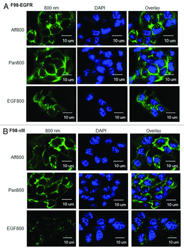 Figure 1. Microscopic examination of Aff800 (50 nM), Pan800 (10 nM), and EGF800 (50 nM) binding and uptake by F98-EGFR (A) and F98-vIII (B) cells. DAPI was used to stain the nuclei. Scale bar: 10 μm.