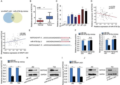 Figure 6. ARAP1-AS1 positively regulated NOTCH2 by sponging miR-4735-3p.A. 457 potential target mRNAs of miR-4735-3p were found from targetScan. The expression change of all these mRNAs was detected in response to both sh-ARAP1-AS1 and miR-4735-3p mimics. B-C. The expression level of NOTH2 was examined with qRT-PCR in both BCa tissues and cell lines. D. The expression correlation between NOTH2 and miR-4735-3p in BCa tissues was analyzed (left). The expression correlation between ARAP1-AS1 and NOTCH2 was assessed (right). E. The putative binding sequence between NOTCH2 and miR-4735-3p obtained from targetScan. F. Dual luciferase reporter assay further validated the combination between miR-4735-3p and NOTCH2. G-H. Both mRNA and protein levels of NOTCH2 were tested in J82 and T24 cells transfected with miR-4735-3p mimics. I-J. The expression of NOTCH2 was tested in cells transfected with sh-ARAP1-AS1. *p < 0.05 and **p < 0.01 vs. control group.