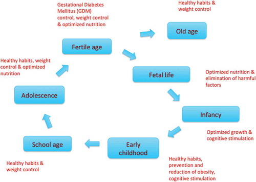 Figure 1. A circular display of the life course and examples of key priorities at various stages – the list is not exhaustive [Citation1,Citation2,Citation7,Citation10].