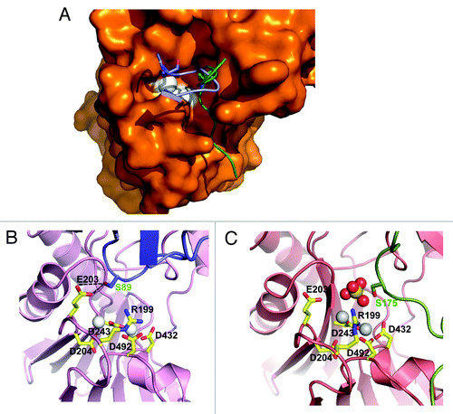 Figure 4. Structural mechanism for HAB1 inhibition. (A) Surface presentation of the HAB1 catalytic cleft overlaid with a cartoon presentation of the PYL2 gate loop (blue) and the SnRK2.6 activation loop (green). The gate loop S89 and activation loop S175 are shown as stick presentation. The catalytic Mg2+ ions are indicated as white spheres. (B and C) PYL2 gate loop with S89 in stick presentation (B) and SnRK2.6 activation loop with S175 in stick presentation (C) in the HAB1 catalytic center. Panel C is the same as panel A in Figure 2 and shown for direct comparison.