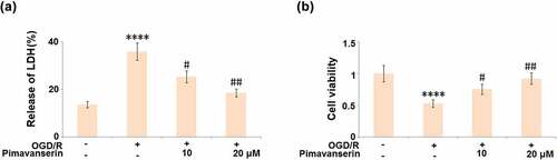 Figure 4. Pimavanserin protected brain bEND.3 endothelial cells against OGD/R- induced cell death. Cells were treated with 1, 2 μM Pimavanserin for 6 h, followed by exposure to oxygen-glucose deprivation (6 h)/reperfusion (24 h) (OGD/R). (a). Release of LDH;(b). Cell viability (****, P < 0.0001 vs. vehicle group; #, ##, P < 0.05, 0.01 vs. OGD/R group)