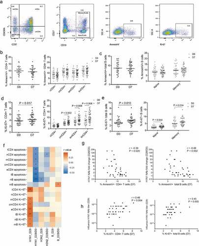 Figure 2. Cellular immune responses to vaccination are related to influenza Nab production in HIV+ individuals. (A) Dot plots from a representative donor show subsets of CD4+T cells, B subset (naïve, memory), Annexin V and Ki67 staining. (B) Frequencies of AnnexinV+ total CD4+T cells and before (D0) and after (D7) vaccination. (C) Frequencies of AnnexinV+ total B cells and subsets of B cells before (D0) and after (D7) vaccination. (D) Intracellular Ki-67 expression in total CD4+T cells and subsets of CD4+T cells before (D0) and after (D7) vaccination. (E) Intracellular Ki-67 expression in total B cells and subsets of B cells before (D0) and after (D7) vaccination. (F) Correlation analysis between cellular immune response on day 7 (D7) and Nab production on day 28 or Nab fold change (D28/D0) in HIV-infected subjects. (G) Correlation analysis between AnnexinV expression in CD4+T cells or B cells on D7 and the fold change (D28/D0) of Nab against influenza H1N1 subtype in HIV+ subjects. (H) Correlation analysis between Ki-67 expression in CD4+T cells or B cells on D7 and the Nab against influenza H1N1 subtype on D28 in HIV+ subjects. Wilcoxon matched-pairs signed rank t-test and Spearman’s correlation test.