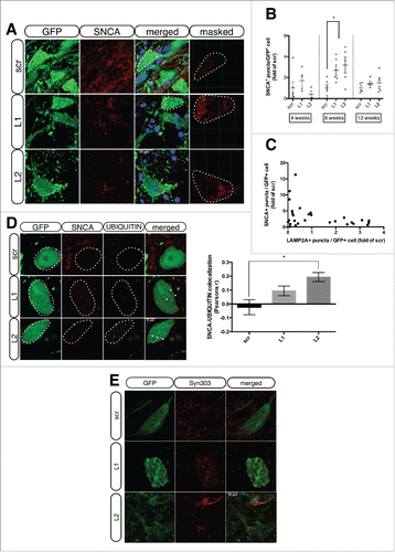 Figure 3. LAMP2A downregulation results in increased accumulation of UBIQUITIN-positive SNCA puncta within GFP-transduced nigral neurons. (A) Representative immunofluorescence images showing the expression of SNCA (red) and GFP (green) in rAAV-transduced neurons, 8-wk post-injection. The fourth column depicts the masked red channel used for quantifications. Scale bar: 25 μm. (B) Automated quantifications of SNCA+ puncta/GFP+ cell, expressed as folds of the respective time-point matched scrambled condition (*, p < 0.05; n = 6/group, one-way ANOVA). (C) Cross-correlation analysis of SNCA+ puncta/GFP+ cell and LAMP2A+ puncta/GFP+ cell for every animal injected with L1 or L2 rAAVs at all time-points (ρ = 0.36, p = 0.055; n = 28). (D) Representative immunofluorescent images showing SNCA (red) and UBIQUITIN (pseudo color) in GFP-transduced nigral neurons are shown in the left panel and quantification of SNCA-UBIQUITIN colocalization is shown in the right panel (*, p < 0.05; n = 3 animals/group, one-way ANOVA). Scale bar: 5 μm. (E) Representative immunofluorescence images showing Syn303 SNCA (red) in GFP-transduced nigral neurons. Scale bar: 10 μm.