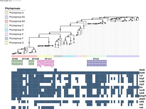 Figure 1. Phylogenetic reconstruction of 90 publicly available APEC genome sequences from Enterobase (Zhou et al., Citation2020) and identification of predominant APEC genotypes; ST-23 in phylogroup C, ST-117 in phylogroup G and ST-95, ST-140 and ST-428/ST-429, in phylogroup B2. The 90 APEC genome sequences representative of the wider genetic population were downloaded, and core-genome phylogeny was reconstructed using ParSNP (Treagen et al., Citation2014). Phylotype, serotype and MLST data for each genome were available as associated metadata from Enterobase (Table S3). APEC genetic populations are composed of all eight phylogenetic groups; A, B1, C, D, E, B2, F, and G. These phylogroups are designated by the colour strip below the cladogram. The predominant APEC sequence types, ST-23, ST-117, ST-95, ST-140, and ST-428/9, are labelled within phylogroup C, phylogroup G and phylogroup B2 below the colour strip. O- and H-antigens encoded by predominant APEC lineages are shown below sequence type information. O- and H-antigens encoded by predominant APEC in phylogroup B2 are displayed in green, those encoded by ST-117/phylogroup G genomes are shown in magenta, and those encoded by ST-23/phylogroup C genomes are shown in blue. The number of APEC-associated virulence genes encoded by each genome was determined by screening genomes against a custom database using Abricate (https://github.com/tseemann/abricate) using an 80% minimum sequence identity threshold. Presence of a virulence gene is denoted by the teal-coloured box on the heatmap, absence is denoted by blank space. There are no virulence-associated genes that are suitable as discriminatory markers for these predominant APEC genotypes.