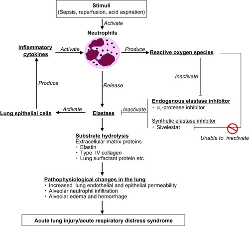 Figure 1 Possible role of neutrophil elastase in pathogenesis of acute lung injury/acute respiratory distress syndrome.