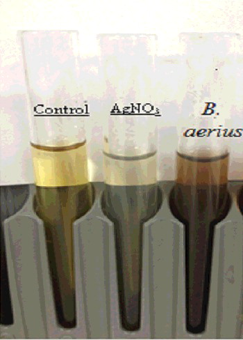 Figure 1. The changing in colour of supernatant free bacterial cell after addition of silver nitrate for synthesis silver nanoparticles.
