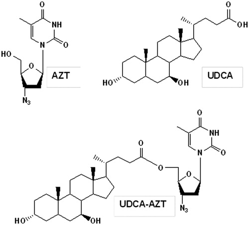 Figure 1. Chemical formula of AZT, UDCA and their prodrug UDCA–AZT obtained by ester-conjugation.