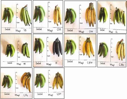 Figure 3. Musa balbisiana at 3 days after exposure to different local induced ripening treatments
