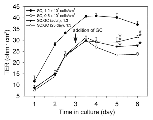 Figure 1. Effects of germ cells on the Sertoli cell permeability barrier in vitro. Sertoli cells (SC) were seeded on Matrigel™-coated culture inserts at either 0.5 × 106 cells/cm2 or 1.2 × 106 cells/cm2 (time 0), and the first TER measurement was recorded 24 h thereafter. On day 3 in vitro, germ cells (GC) were isolated from the testes of 25- or 90- (adult) d-old rats, added to Sertoli cells (0.5 × 106 cells/cm2) at a Sertoli:germ cell ratio of 1:3 (arrow) and cocultured for an additional 3 d. Germ cells isolated from 25-d-old rat testes consisted largely of spermatogonia and primary spermatocytes with few secondary spermatocytes and round spermatids. Successive passages through glass wool removed elongating/elongated spermatids and spermatozoa from 90-d-old germ cell isolations. TER measurements continued to be recorded at least once daily after the addition of germ cells. Controls consisted of culturing Sertoli cells at 0.5 × 106 cells/cm2 and 1.2 × 106 cells in the absence of germ cells. Each error bar represents a mean ± SD of quadruple culture inserts. This experiment was performed four independent times using different batches of Sertoli and germ cells, with similar results obtained each time. For statistical analyses, each SC:GC coculture data point was compared with its corresponding SC culture (0.5 × 106 cells/cm2) data point. *, P < 0.05; **, P < 0.01 (ANOVA followed by Tukey’s post hoc test).