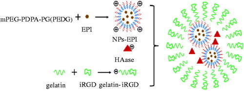 Figure 1. The schematic diagram of tumour-microenvironment-responsive multistage drug delivery system.