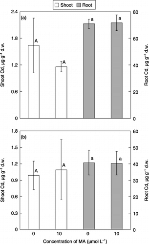 Figure 4  Effect of feeding mugineic acid (MA) on Cd concentrations of the shoots and roots. (a) Plants grown in the medium without Fe were transferred to Fe-deficient medium containing 5 µmol L−1 CdSO4 without (0 µmol L−1) or with (10 µmol L−1) MA and kept for 4 h, and (b) plants grown in the medium with Fe were transferred to Fe-sufficient medium containing 5 µmol L−1 CdSO4 without (0 µmol L−1) or with (10 µmol L−1) MA and kept for 4 h. Each value is the mean ± standard error (n = 4) and different letters at the top of each bar indicate significant differences (P < 0.05) according to the Ryan–Einot–Gabriel–Welsch multiple range test.