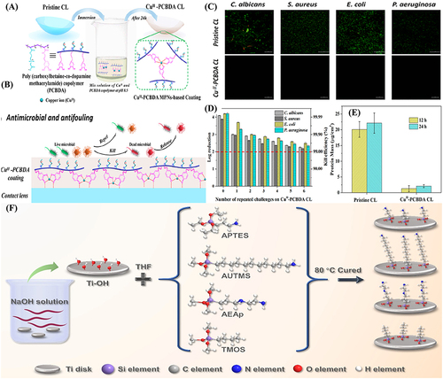 Figure 13 (A) Schematic illustration for the synthesis of zwitterionic antimicrobial Cu metal-phenolic network and coating of contact lens; (B) antibacterial and antifouling mechanism; (C) antiadhesion; (D) antibacterial; and (E) antibiofouling propensities. Reproduced with permission.Citation173 (F) schematic presentation for the medical-grade titanium surface coated with (3-aminopropyl) triethoxysilane. Reproduced with permission.Citation166