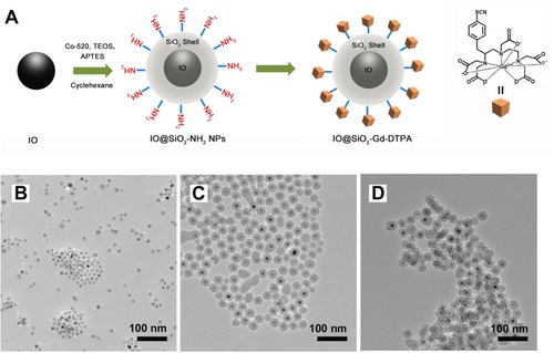 Figure 2 Synthesis of IO@SiO2-DTPA-Gd NPs. (A) schematic cartoon illustrates the synthesis of IO@SiO2-DTPA-Gd. TEM images of (B) IO core, (C) IO@SiO2, and (D) IO@SiO2-DTPA-Gd.Abbreviations: Gd, gadolinium; IO, iron oxide; TEM, transmission electron microscopy; NPs, nanoparticles.