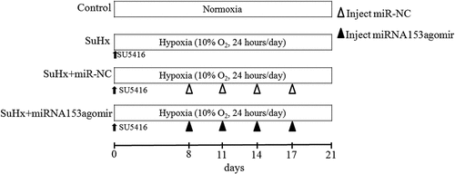 Figure 1. Study protocol. The diagram illustrates the grouping of experimental animals.