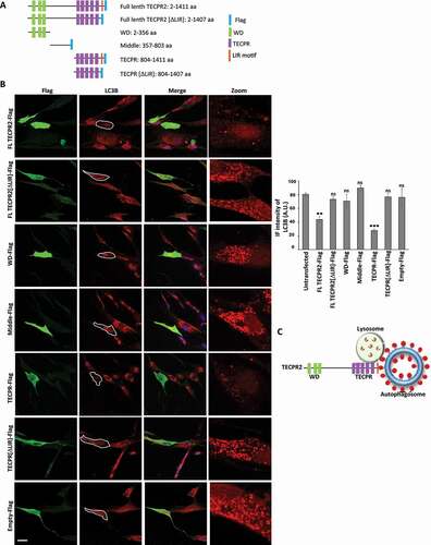 Figure 6. The TECPR domain of TECPR2 is sufficient for alleviating basal accumulation of autophagosomes in SPG49 patient fibroblasts. (A) Schematic presentation of TECPR2 variants fused to Flag tag. (B) Primary fibroblasts of SPG49 Ex.8 mutant were transfected for expression of Flag tag-fused TECPR2 variants (or empty Flag cassette control) using JetPrime transfection reagent for 48 h. Cells were fixed with methanol, immunostained for Flag and LC3B and analyzed by confocal microscopy. Scale bar: 20 μm. The accumulation of LC3B was calculated as relative intensity and presented with the SEM of three independent experiments, *p < 0.05, determined by one-way ANOVA with post-hoc Dunnett’s Multiple Comparison Test. (C) Model – the TECPR domain of TECPR2 mediates autophagosome-lysosome fusion