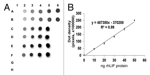 Figure 2. Expression level determination of rhLIF in rice seeds by immune dot-blots. (A) Immuno-dot-blot of crude protein extracts of transgenic rice seeds expressing rhLIF and purified standard rhLIF protein. Dots A1-A6 and B1-B6, duplicate of purified rhLIF protein standards at 0, 10, 20, 30, 40, and 50 ng, respectively; dots C1-C5 and D1-D5, duplicate of 0, 1/20 diluted, 1/10 diluted, 1/5 diluted, and non-diluted crude protein extracts in PBS buffer, pH 7.4 of transgenic rice seeds, respectively; dots E1–E5 and F1–F5, duplicate of 0, 1/20 diluted, 1/10 diluted, 1/5 diluted, and non-diluted crude protein extracts in 0.1M NaOAc buffer, pH 4.0 of transgenic rice seeds, respectively; dots G1–G5, 0, 1/20 diluted, 1/10 diluted, 1/5 diluted, and non-diluted crude protein extracts in PBS buffer, pH 7.4 of non-transgenic rice seeds, respectively; dots H1–H5, 0, 1/20 diluted, 1/10 diluted, 1/5 diluted, and non-diluted crude protein extracts in 0.1 M NaOAc buffer, pH 4.0 of non-transgenic rice seeds, respectively. (B) Standard curve of quantity of purified rhLIF and immune dot densitometry. A standard curve of rhLIF derived from E. coli (dots A1-A6 and B1-B6) was used to calculate rhLIF expression in rice grain.