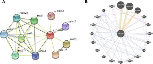 Figure 8 Protein–protein interaction network of SLC41A3. Interactions between SLC41A3 and other genes were obtained from the web portals STRING (A) and GeneMANIA (B).