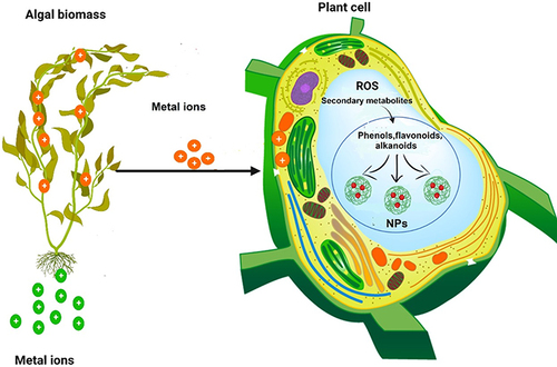 Figure 3 The role of algae in reducing metal ions and stabilizing them in plants during the green biosynthesis of nanoparticles.