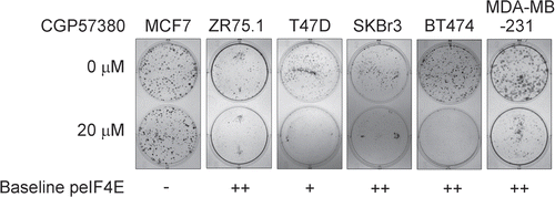 Figure 5 Effects of the MNK inhibitor, CGP57380, on colony formation by breast cancer cell lines. Cells were treated with CGP57380 20 µM or DMSO vehicle control for 24 h before being trypsinised, counted and re-plated at equal number in CGP57380 or DMSO. Colonies were fixed with methanol and stained with Giemsa 9-12 days later. Representative of three replicate plates.