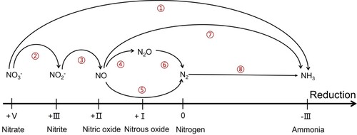 Figure 1. Possible reduction pathways in electrochemical nitrogen conversion, leading to a variety of nitrogen-containing species with different nitrogen oxidation states.
