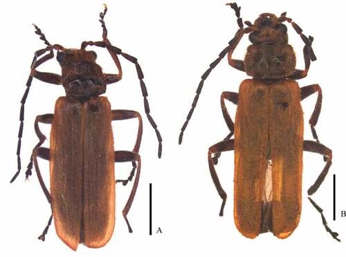 Figure 3. Habitus, dorsal view (male): A. Lycocerus purpurascens (Pic, Citation1911) (IZAS, IOZ(E)1390146); B. L.semiextensus (Wittmer, Citation1995) (IZAS, IOZ(E)1436784). Scale bars: 2.0 mm.