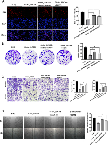 Figure 7 The function of the circ_0007386/miR-507/CCNT2 axis in HCC was verified by rescue experiments. (A and B) The EdU assay and colony formation assays were used to assess the proliferative potential of various groups. (C and D) The Transwell assay and wound healing assays was used to test the capacity of HCC cells to migrate and invade in different groups. Data were all showed as mean ± SD; ns indicated no significance, **p < 0.01, ***p < 0.001.