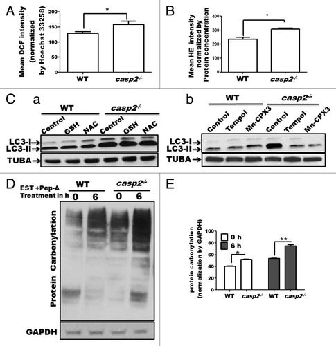 Figure 6. Involvement of ROS in CASP2-mediated modulation of autophagy. WT and casp2−/− MEFs were loaded with (A) CM-H2DCFDA (25 µM for 30 min) to detect peroxide levels (by measuring DCF intensity) and (B) HE (10 µM for 30 min) to detect superoxide levels, as described in the Materials and Methods section. Mean fluorescence (of DCF or HE) was detected in a spectrofluorimeter and values were normalized by nuclear content (mean Hoechst 33258 fluorescence or protein concentration). Shown are the mean DCF intensities normalized by nuclear content (Hoechst 33258 mean intensity) ± SEM values, n = 6. The experiment was repeated 3 times with different set of MEFs obtaining similar results. Asterisk (*) represents P values ≤ 0.05 obtained by performing the Student t test. (C) Effect of antioxidants on the endogenous levels of autophagy in WT and casp2−/− MEFs. Cells were treated with different antioxidants for 48 h (GSH, NAC to inhibit peroxide and Tempol and Mn-CPX-3 to inhibit superoxide), followed by EST and PepA treatment for 6 h before the completion of the 48 h (to determine the flux). Western blotting was performed to detect LC3 levels (LC3-I and LC3-II). The blots were normalized by reprobing the same blot with tubulin, α (TUBA) antibody. Shown are the representative blots and the experiment was repeated 3 times. (D and E) Protein carbonylation in WT and casp2−/− MEFs in the presence or absence of PepA (1 µM) and EST (10 µM) (late stage autophagy inhibitors) for 6 h. (D) Western blot detection of carbonyl groups was performed after derivatization of the samples with 2,4-dinitrophenylhydrazine. The same blot was reprobed for GAPDH as a loading control. Shown is a representative blot. (E) Densitometric analysis to determine level of protein carbonylation was performed using ImageJ analysis. Protein carbonylation levels are shown as a percent of loading control. Error bar represents ± SEM. Statistical significance was determined by the Student t test. **P ≤ 0.01, *P ≤ 0.05. The experiment was repeated at least 3 times.