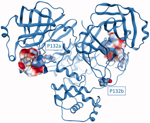 Figure 7. The structure of SARS-CoV-2 Mpro (PDB ID: 6Y2E) in its free form. The protein is depicted in blue ribbons, while the mutated residue P132 in comparison with considered SARS-CoV-2variants (Delta, Omicron, XD, XE, and XF) is highlighted and depicted as a CPK model. For visual reference, Nirmatrelvir (also known as PF-07321332, commercial name Paxlovid) from structure 7RFS is also shown in the picture, alongside the binding site surface coloured according to electrostatic properties.
