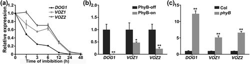 Figure 2. Expression pattern of VOZ1 and VOZ2.