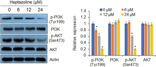 Figure 7. Western blot analysis showing the effects of heptazoline on the PI3 K/AKT signalling pathway. The experiments were done in triplicates. The experiments were done in triplicates (*P < 0.05).