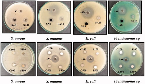 Figure 7. Antibacterial activity of prepared MgO NPs.