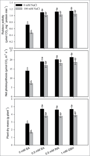 Figure 6. Rubisco activity, photosynthetic rate and plant dry mass in mustard (Brassica juncea L.) cv Pusa Jai Kisan grown with 100 mM NaCl and treated with foliar 0.5 mM SA or INA or 1 mM GSH at 30 DAS. Data are presented as treatments mean ± SE (n = 4). Data followed by same letter are not significantly different by LSD test at P < 0.05.